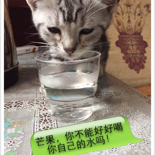武术段位证书怎么做